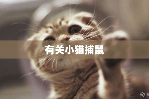 有关小猫捕鼠